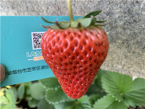 水溶肥，拉姆拉，翠姆