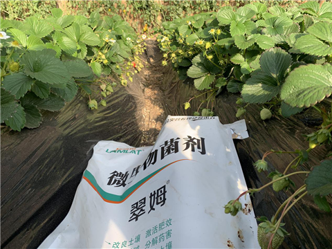 水溶肥，拉姆拉，翠姆