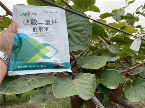 磷酸二氫鉀，拉姆拉，伯示麥