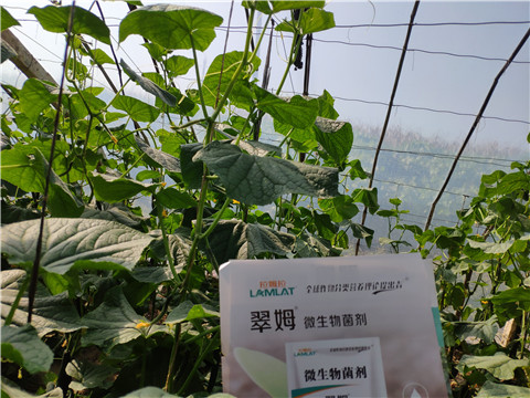 水溶肥，拉姆拉，翠姆