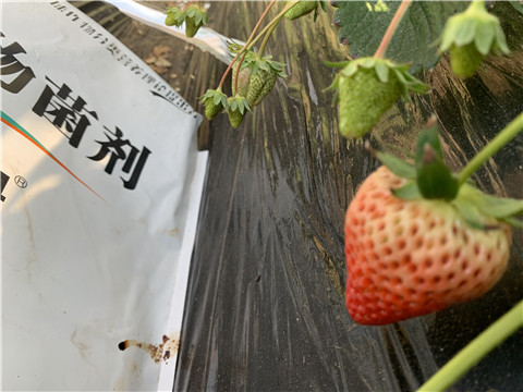 微生物菌劑，拉姆拉，翠姆