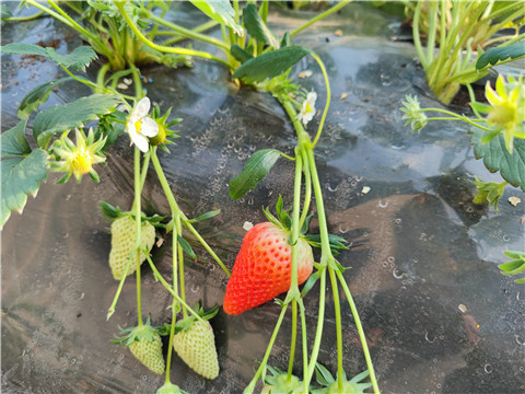微生物菌劑，拉姆拉，翠姆
