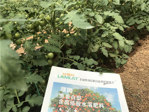 水溶肥，拉姆拉，翠姆