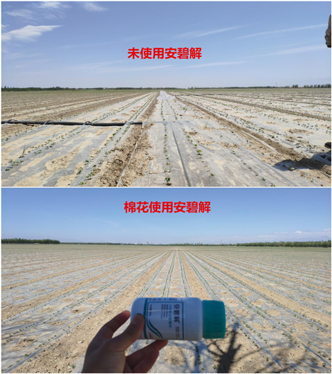 安碧解，拉姆拉，翠姆
