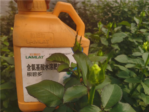 生根劑，拉姆拉，翠姆