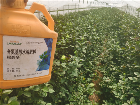生根劑，拉姆拉，翠姆