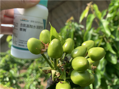 氨基酸水溶肥，拉姆拉，翠姆
