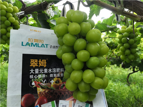 水溶肥，拉姆拉，翠姆