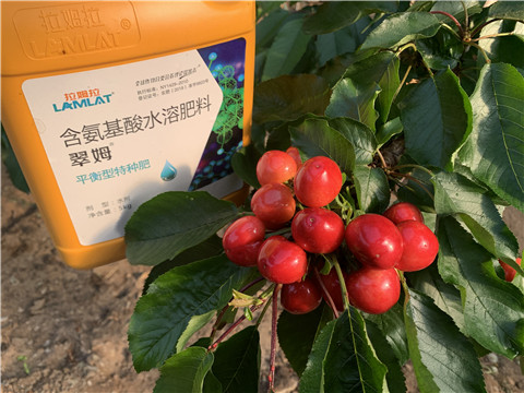 水溶肥，拉姆拉，翠姆