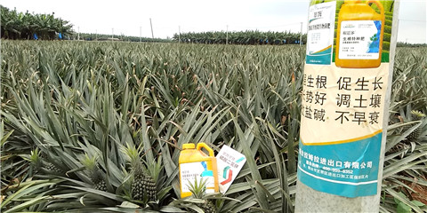 水溶肥，拉姆拉，翠姆