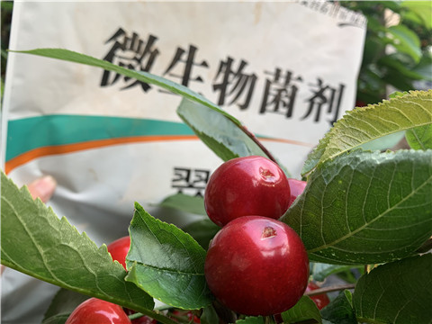 微生物菌劑，拉姆拉，翠姆