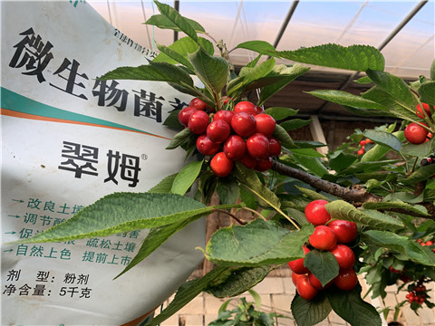 微生物菌劑，拉姆拉，翠姆