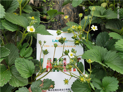 水溶肥，拉姆拉，翠姆