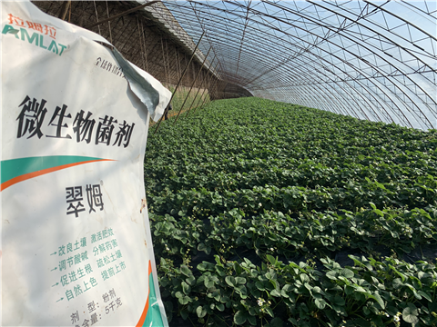 水溶肥，拉姆拉，翠姆