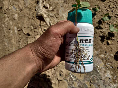水溶肥，拉姆拉，翠姆