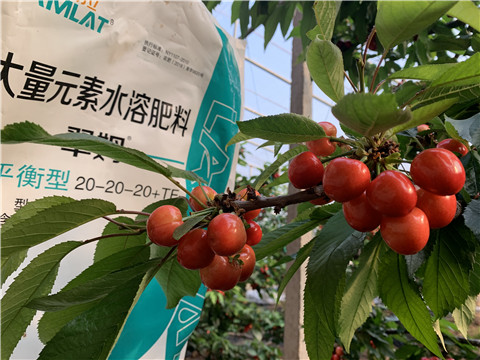 大量元素水溶肥，拉姆拉，翠姆