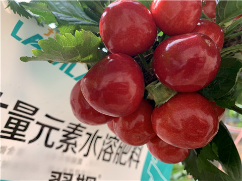 大量元素水溶肥，拉姆拉，翠姆