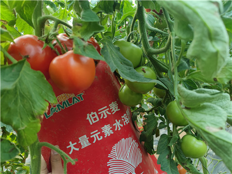 水溶肥，拉姆拉，伯示麥