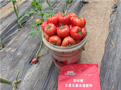 水溶肥，拉姆拉，伯示麥
