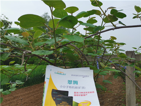 小分子有機碳，拉姆拉，翠姆