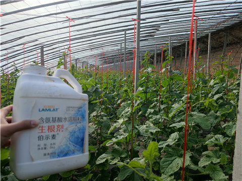 水溶肥，拉姆拉，翠姆