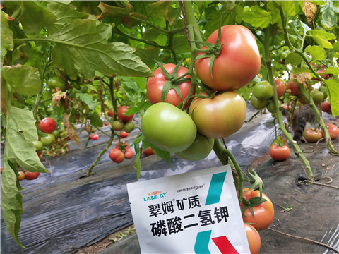 磷酸二氫鉀，拉姆拉，翠姆