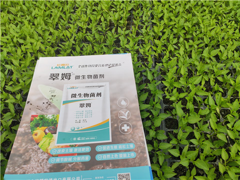 水溶肥，拉姆拉，翠姆