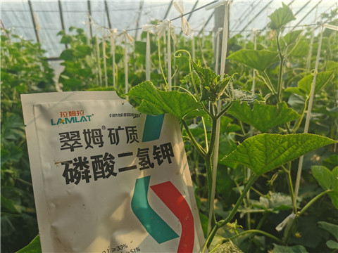 水溶肥，拉姆拉，翠姆