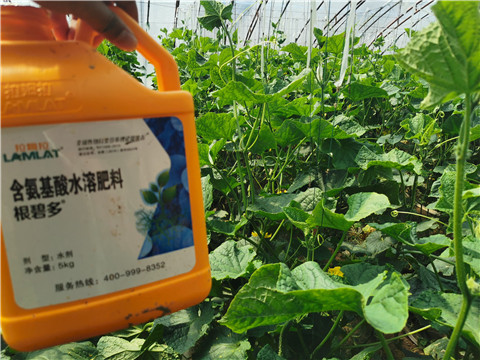 水溶肥，拉姆拉，翠姆