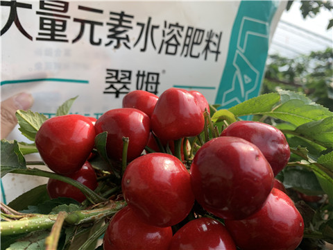 水溶肥，拉姆拉，翠姆
