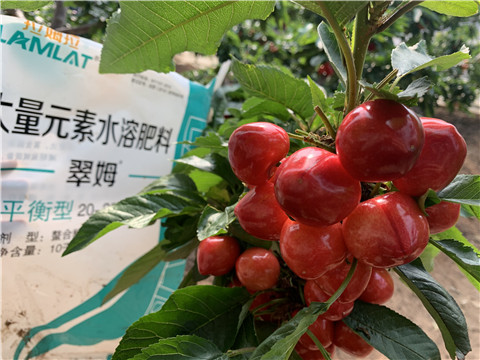 水溶肥，拉姆拉，翠姆