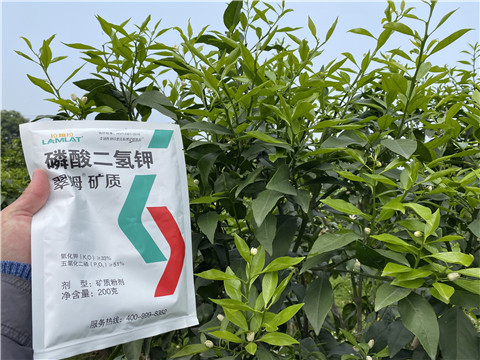 葉面肥，拉姆拉，翠姆