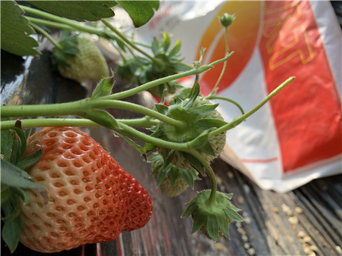 草莓施肥管理，拉姆拉，翠姆