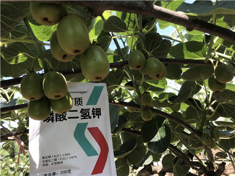 水溶肥，拉姆拉，翠姆