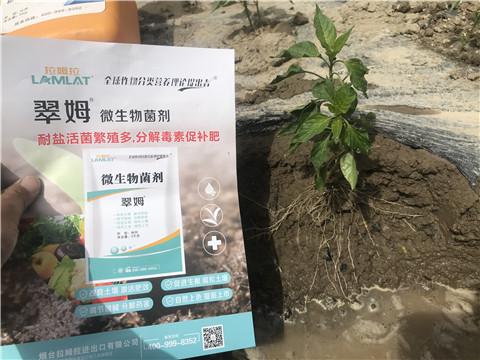 辣椒，拉姆拉，翠姆
