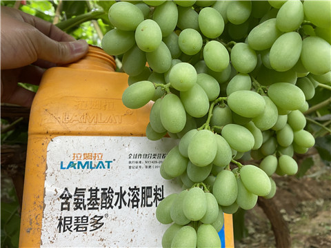 生根劑，翠姆，拉姆拉