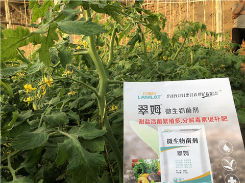 微生物菌劑，翠姆，拉姆拉