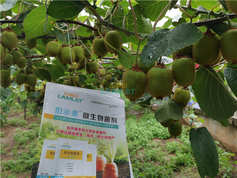 生根劑，翠姆，拉姆拉