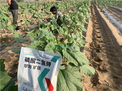 水溶肥，翠姆，拉姆拉