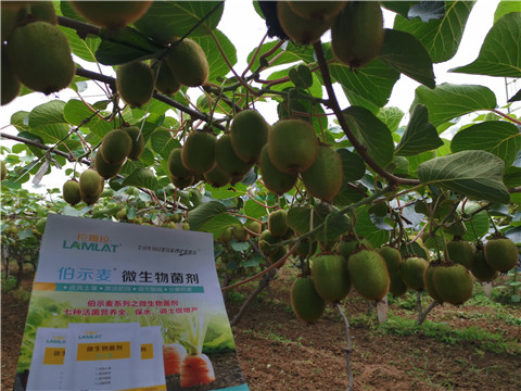 水溶肥，伯示麥，拉姆拉