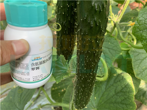 水溶肥，拉姆拉，翠姆