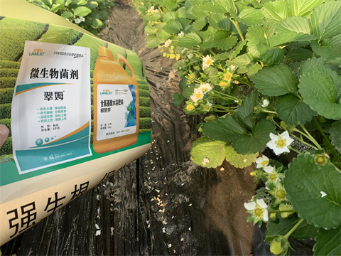 水溶肥價(jià)格，翠姆，草莓水溶肥