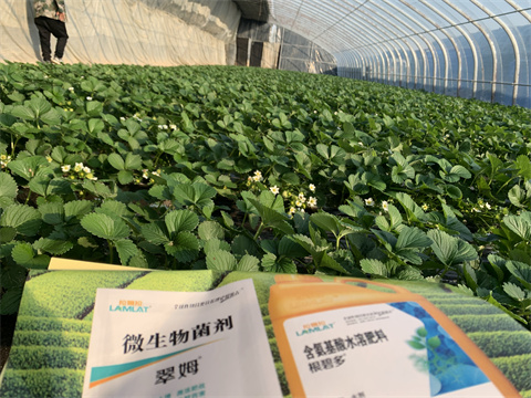水溶肥價(jià)格，翠姆，草莓水溶肥