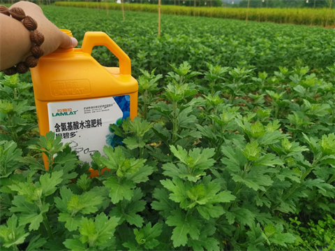 菊花種植,水溶肥廠家，翠姆