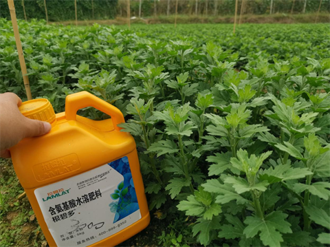 菊花種植,水溶肥廠家，翠姆